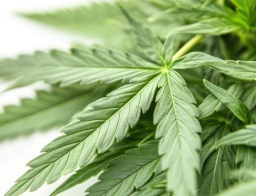 Barriers and Predictors of Cannabis Use Disorder Treatment Highlighted in New Study
