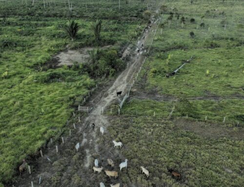 Brazil Should Reject Bill Gutting Environmental Licensing