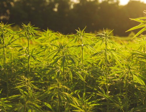 The Rise of Indigenous Cannabis
