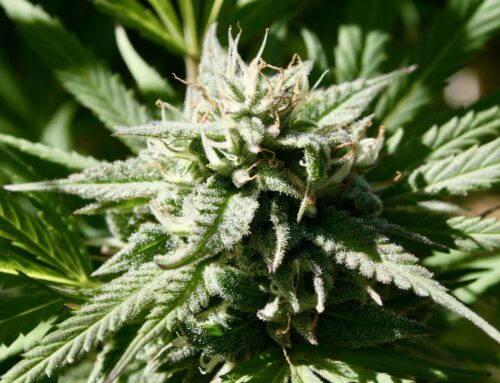 Texas Governor Signs Bill To Significantly Expand State’s Medical Marijuana Program