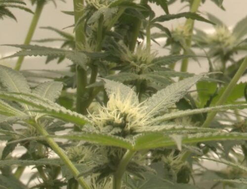 Minnesota Office of Cannabis Management issues first business license, announces license a
