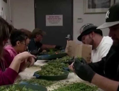 ‘No transparency’: Nebraska medical cannabis advocates sound alarm ahead of commission mee