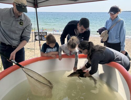 Sturgeon released into environment