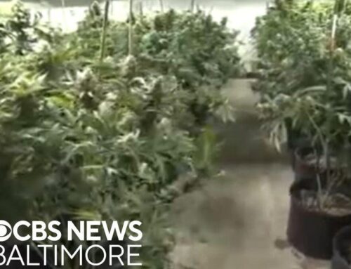 Maryland governor pardons 7,000 cannabis offenses