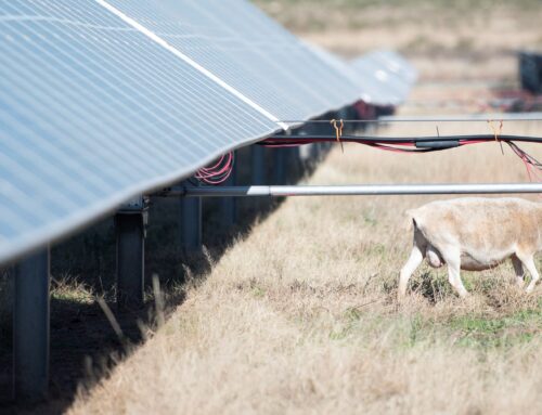 Renewable energy remains cheapest power builds as new gas plants get pricier
