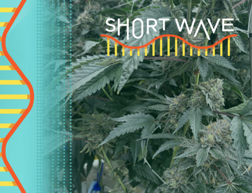 Why weed’s signature scent has changed over time : Short Wave