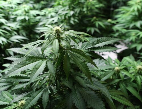 New York’s medical cannabis program is essential for cancer patients. Fix it