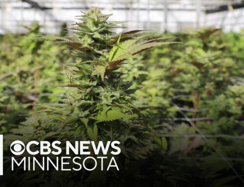 A few cannabis business owners won big in Minnesota’s lottery