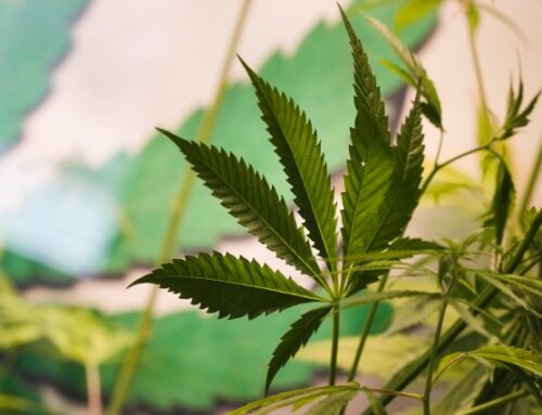 House poised to approve major cannabis bill on Wednesday