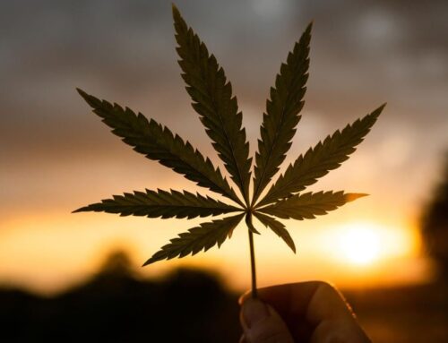 Cannabis crackdown? Council wants to regulate THC