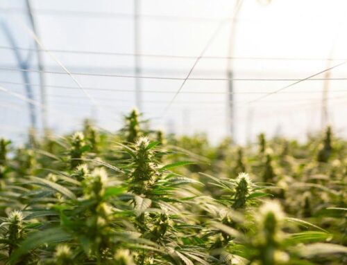 Social cannabis license rules could be finalized in July