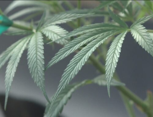 Minnesota’s first cannabis license lottery is complete. A long road awaits the winners