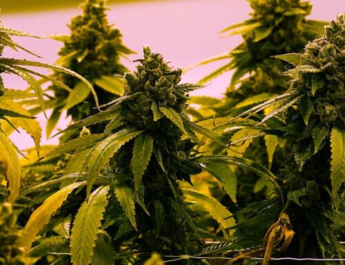 Cannabis industry bill full of reforms
