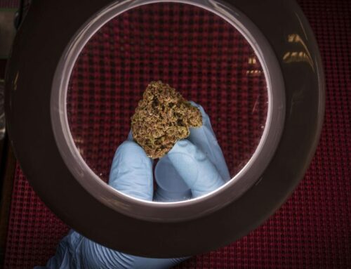 NM set to crack down on cannabis industry scofflaws, three years after legalization