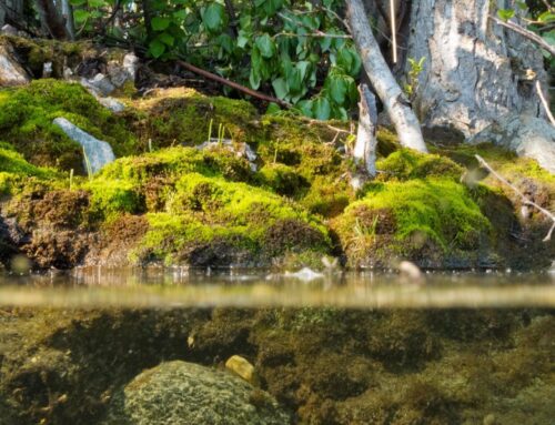 Leveraging synergies across environment, development policies