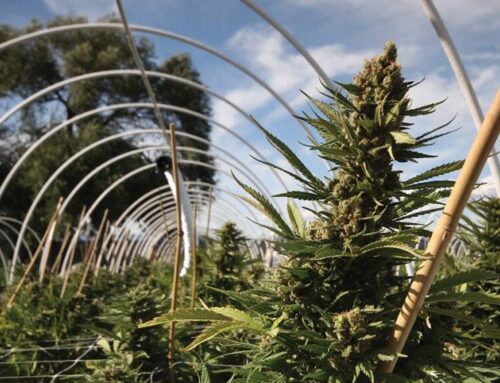 Humboldt County Board of Supervisors examine cannabis grants