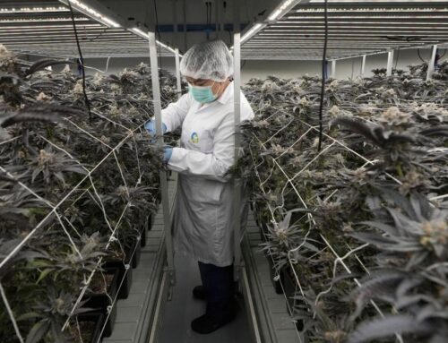 Thailand banning cannabis sales without a prescription 3 years after decriminalization