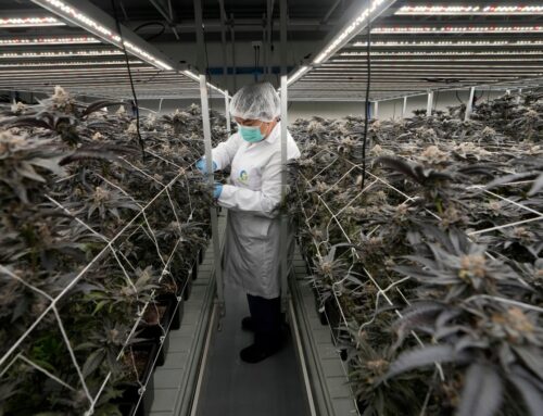 Thailand starts banning the sale of cannabis without a prescription