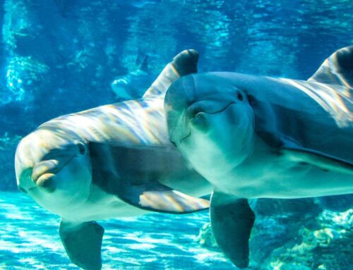 Environmental groups sue SeaWorld San Diego over fireworks