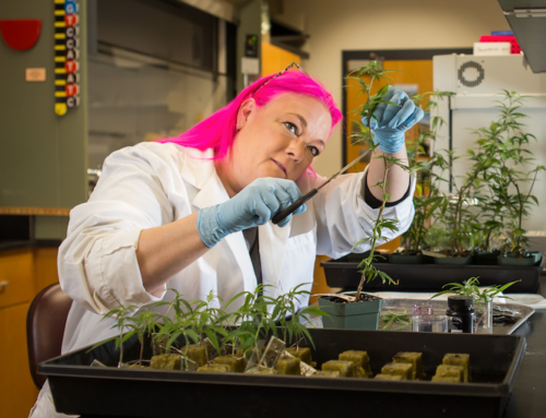 Genotyping in the Cannabis Industry: Interview with Anna Schwabe, PhD