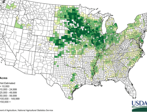Corn sweat and how it affects the environment