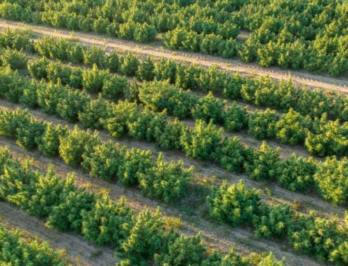 Gov. Bill Lee signs bill introducing changes to Tennessee’s hemp industry in 2026