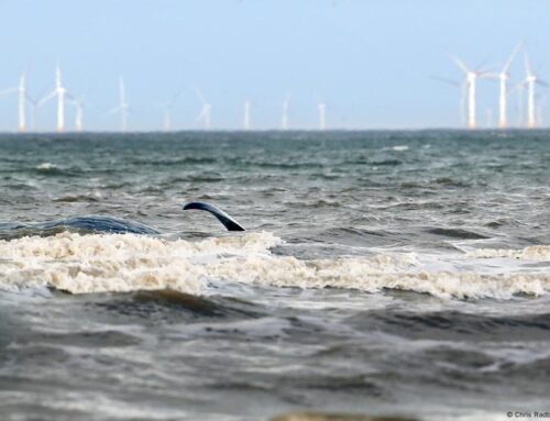 Fact check: Debunking Trump’s false claims on wind energy
