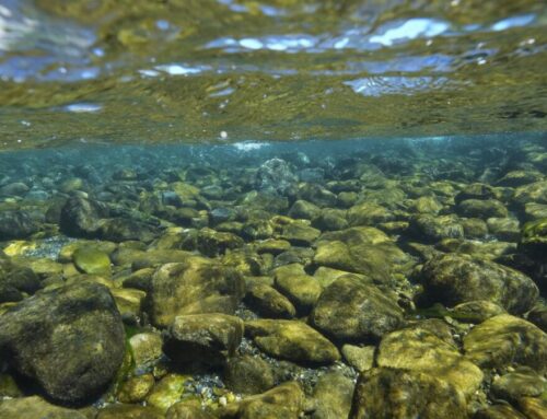 After a century of logging, lands along California’s Klamath River returned to tribe
