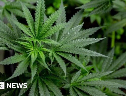 Man charged after police raid £1m cannabis farm in Shotts