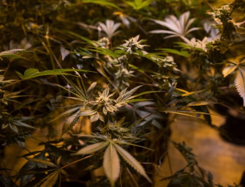 Cannabis users 29% more likely to experience heart risks, new study shows