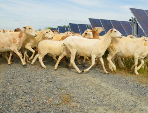 Georgia’s boom in data center development spurs growth in solar and fossil fuels