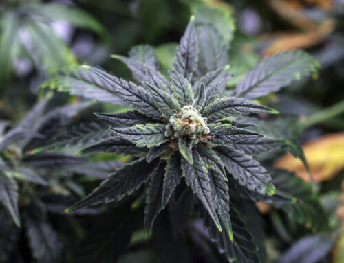 Cannabis-derived substance still illegal after Supreme Court overturns ruling