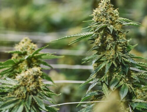 Banks and businesses deserve clarity on the legal treatment of cannabis
