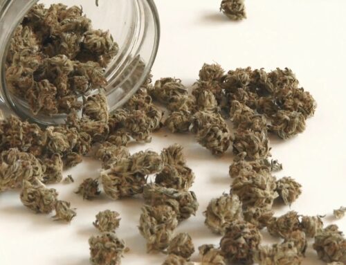 249 winners selected in Minnesota’s cannabis business license lottery