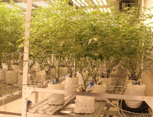 Becker County considers giving townships final say on cannabis operations