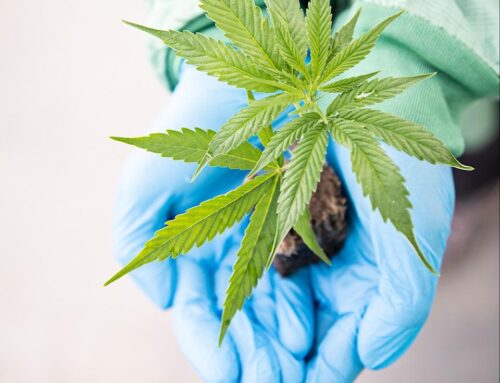 Aurora Cannabis Smokes the Competition with Record Net Revenue