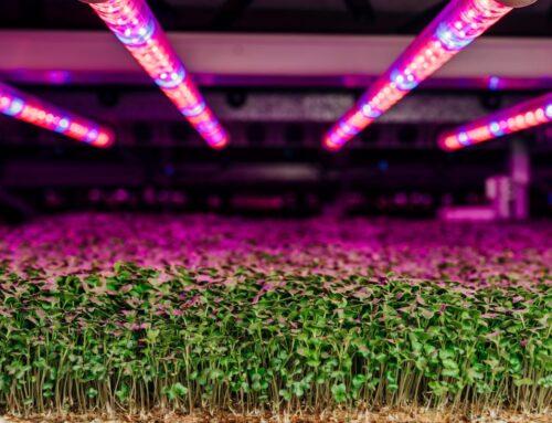 Taking root: Controlled environment agriculture and vertical farming looking up in rural V