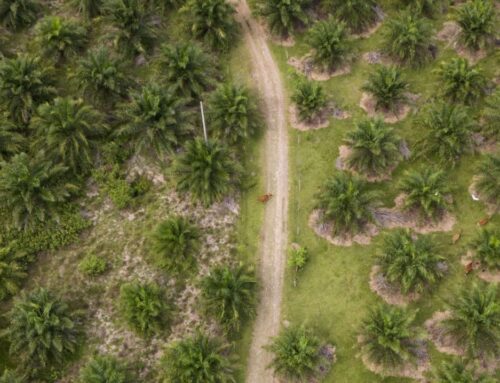 Burying forest waste could slow heating of planet, study finds