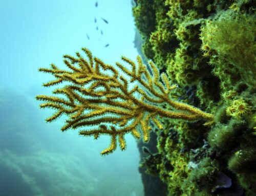 UN Ocean Conference drums up signatories to key High Seas Treaty