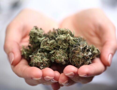 Cultivation and Supply are Key to Improving Connecticut’s Cannabis Industry