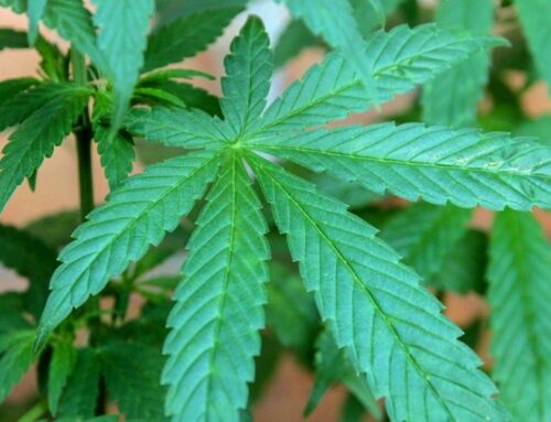 Could Watertown reverse course on cannabis shops?