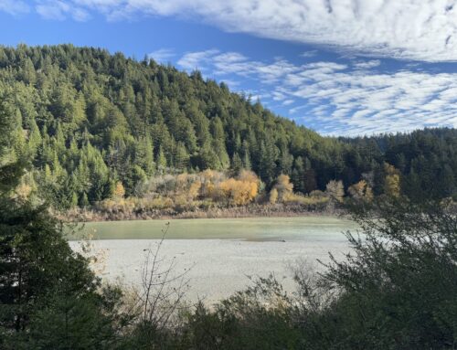 Cannabis growers, conservationists partner to restore over 40 Northern California watershe