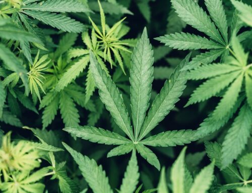 Cannabis Use Is Tied to a Substantially Higher Risk of Death From Cardiovascular Disease