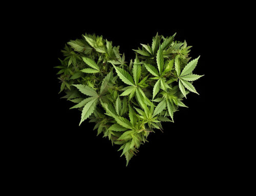 Cannabis Use Doubles the Risk of CV Death: Meta-analysis