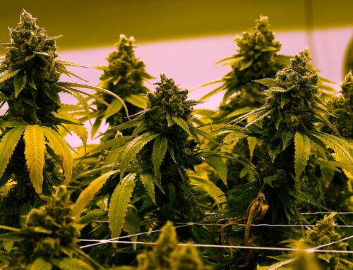 How would changes to the Mass. cannabis law affect you and your local pot shop?