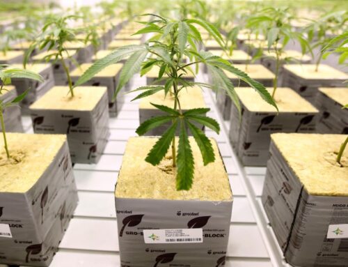 Legalize recreational marijuana in Utah? Here’s what residents think