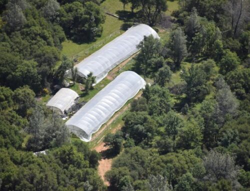 Nevada County Sheriff’s Office seizes over 8,000 cannabis plants during illegal cannabis e