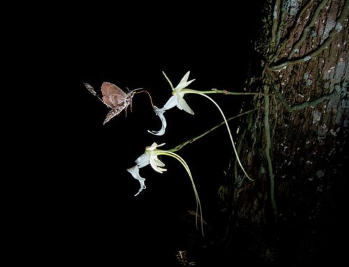 Facing extinction, rare Florida swamp flower could get more protections