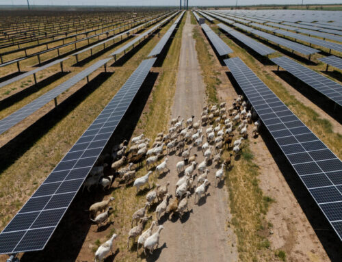 Texas’ Risk of Summer Blackouts Reduced Thanks to Solar and Batteries