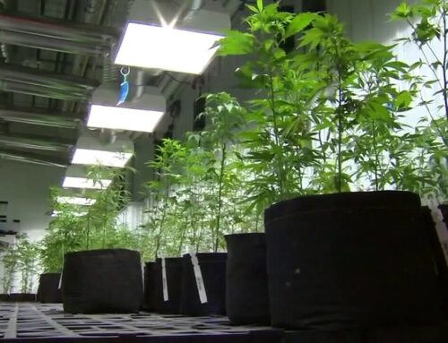 This is Minnesota’s first license for a recreational cannabis cultivation business